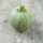 Rondini Tondo di Nizza (Cucurbita pepo) semillas