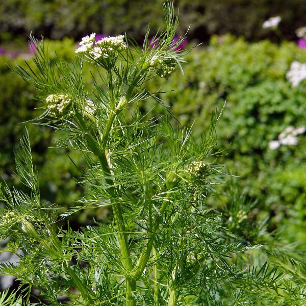 Comino (Cuminum cyminum) semillas