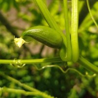 Caigua (Cyclanthera pedata) semillas