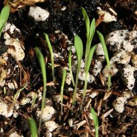 Citronela (Cymbopogon flexuosus) semillas