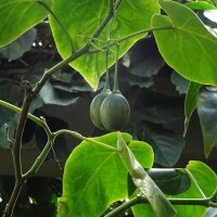 Tamarillo/ Tomate de árbol (Solanum betaceum)...