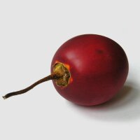 Tamarillo/ Tomate de árbol (Solanum betaceum)...