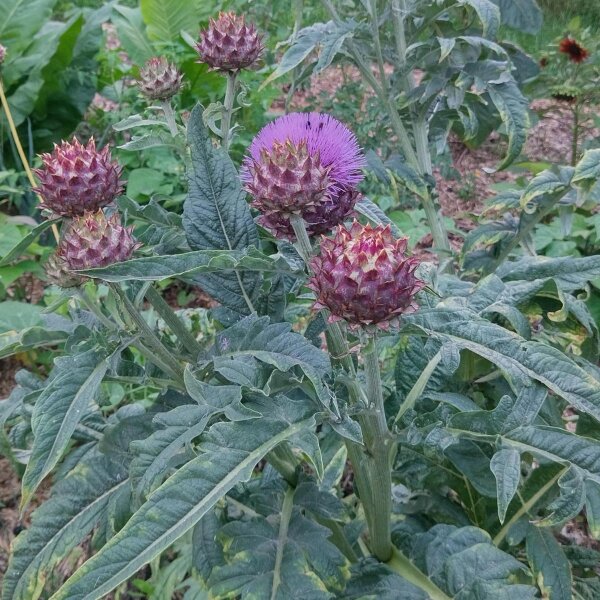 Cardo de huerta (Cynara cardunculus) semillas