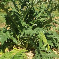 Cardo de huerta (Cynara cardunculus) semillas