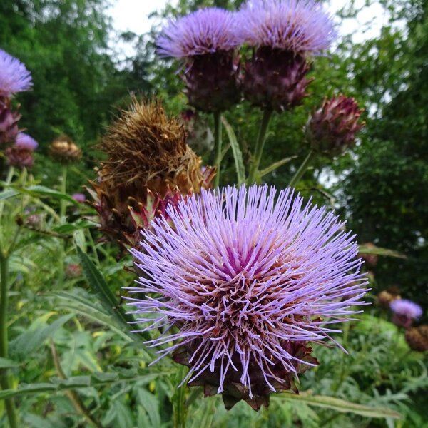 Alcachofa (Cynara scolymus) semillas