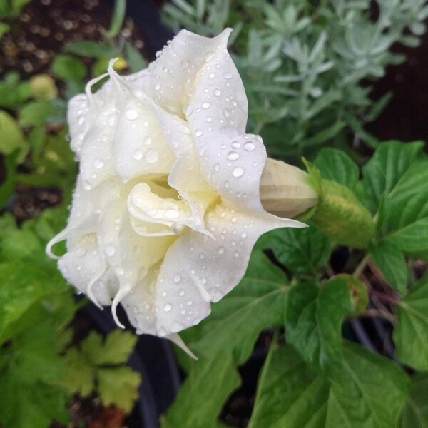 Trompeta del diablo (Datura metel) semillas