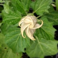 Trompeta del diablo (Datura metel) semillas