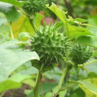 Estramonio (Datura stramonium) semillas