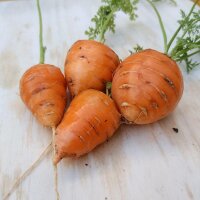 Zanahoria Guerande Oxheart (Daucus carota) semillas