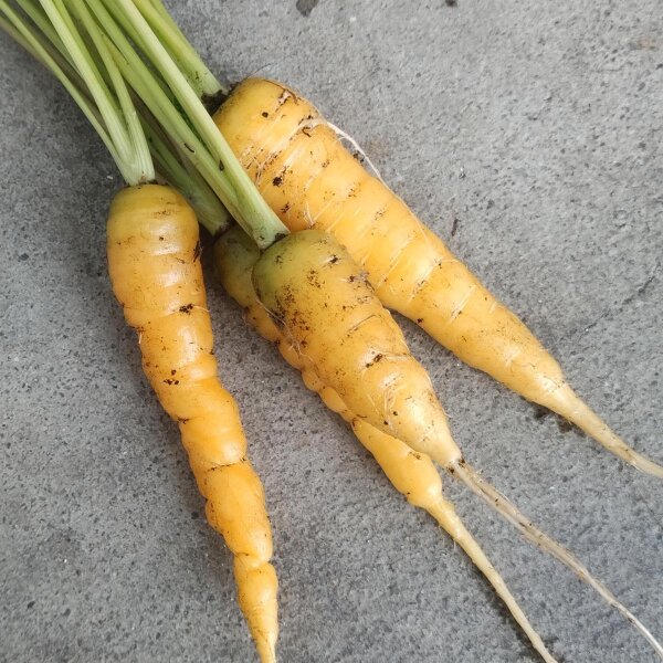 Zanahoria amarilla "Jaune Du Doubs" (Daucus carota) semillas