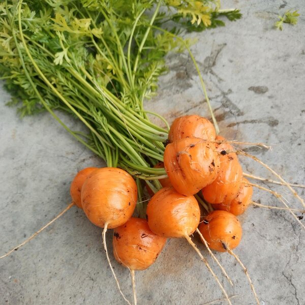 Zanahoria redonda "Mercado de París" (Daucus carota) semillas