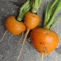 Zanahoria redonda "Mercado de París" (Daucus carota) semillas