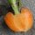 Zanahoria redonda "Mercado de París" (Daucus carota) semillas