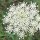 Zanahoria silvestre (Daucus carota ssp. carota) semillas