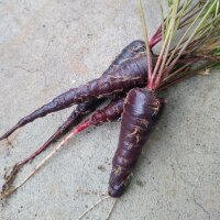 Zanahoria morada "Spanish Black" (Daucus carota) semillas