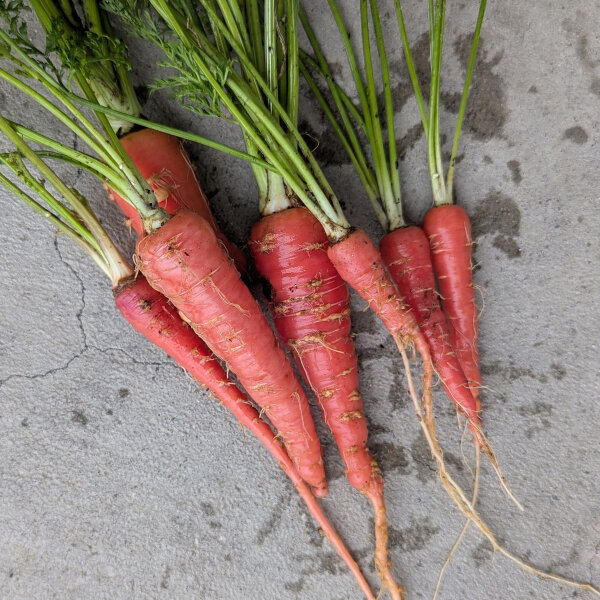 Zanahoria roja japonesa Kintoki (Daucus carota) semillas