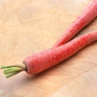 Zanahoria roja japonesa Kintoki (Daucus carota) semillas