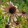 Equinácea de hoja estrecha (Echinacea angustifolia) semillas