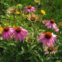 Equinácea purpúrea (Echinacea purpurea) semillas