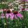 Equinácea purpúrea (Echinacea purpurea) semillas