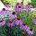 Equinácea purpúrea (Echinacea purpurea) semillas