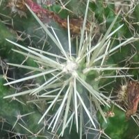 Hikuri (Echinocereus triglochidiatus) semillas