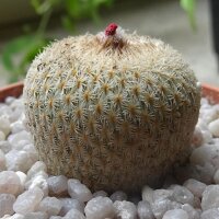 Híkuli mulato (Epithelantha micromeris) semillas