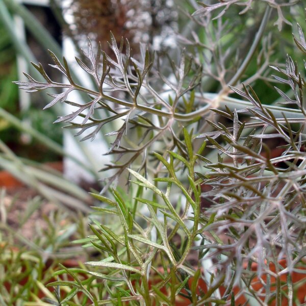 Hinojo bronce "Purpureum" (Foeniculum vulgare) semillas