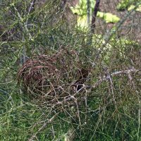 Hinojo bronce "Purpureum" (Foeniculum vulgare) semillas