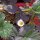 Fresa alpina (Fragaria vesca var. semperflorens) semillas