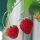 Fresa alpina (Fragaria vesca var. semperflorens) semillas