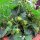 Fresa alpina (Fragaria vesca var. semperflorens) semillas