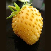 Fresa blanca Yellow Wonder" (Fragaria vesca) semillas