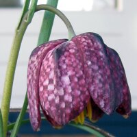 Tablero de damas (Fritillaria meleagris) semillas