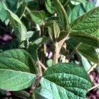 Soja "Envy" (Glycine max) semillas