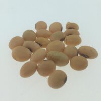 Soja "Envy" (Glycine max) semillas