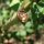 Orozuz / Regaliz (Glycyrrhiza glabra) semillas