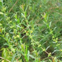 Sinicuichi (Heimia salicifolia) semillas