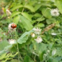 Velosilla (Hieracium pilosella) semillas