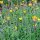 Velosilla (Hieracium pilosella) semillas