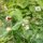 Velosilla (Hieracium pilosella) semillas