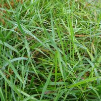 Hierba de búfalo / Sweetgrass (Hierochloe odorata)...