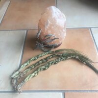 Hierba de búfalo / Sweetgrass (Hierochloe odorata)...