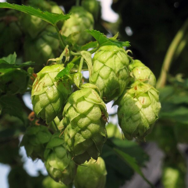 Lúpulo (Humulus lupulus) semillas