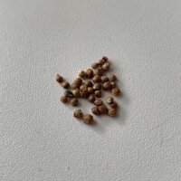 Lúpulo (Humulus lupulus) semillas