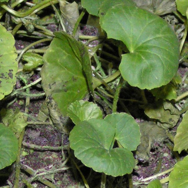 Gotu Kola (Centella asiatica) semillas