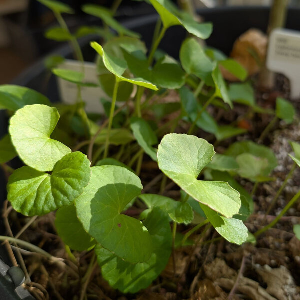 Gotu Kola (Centella asiatica) semillas