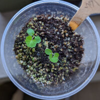 Gotu Kola (Centella asiatica) semillas