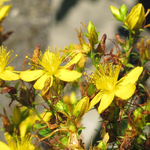 Hierba de San Juan (Hypericum perforatum) semillas