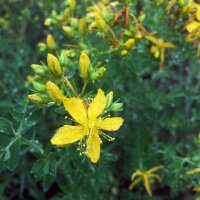 Hierba de San Juan (Hypericum perforatum) semillas